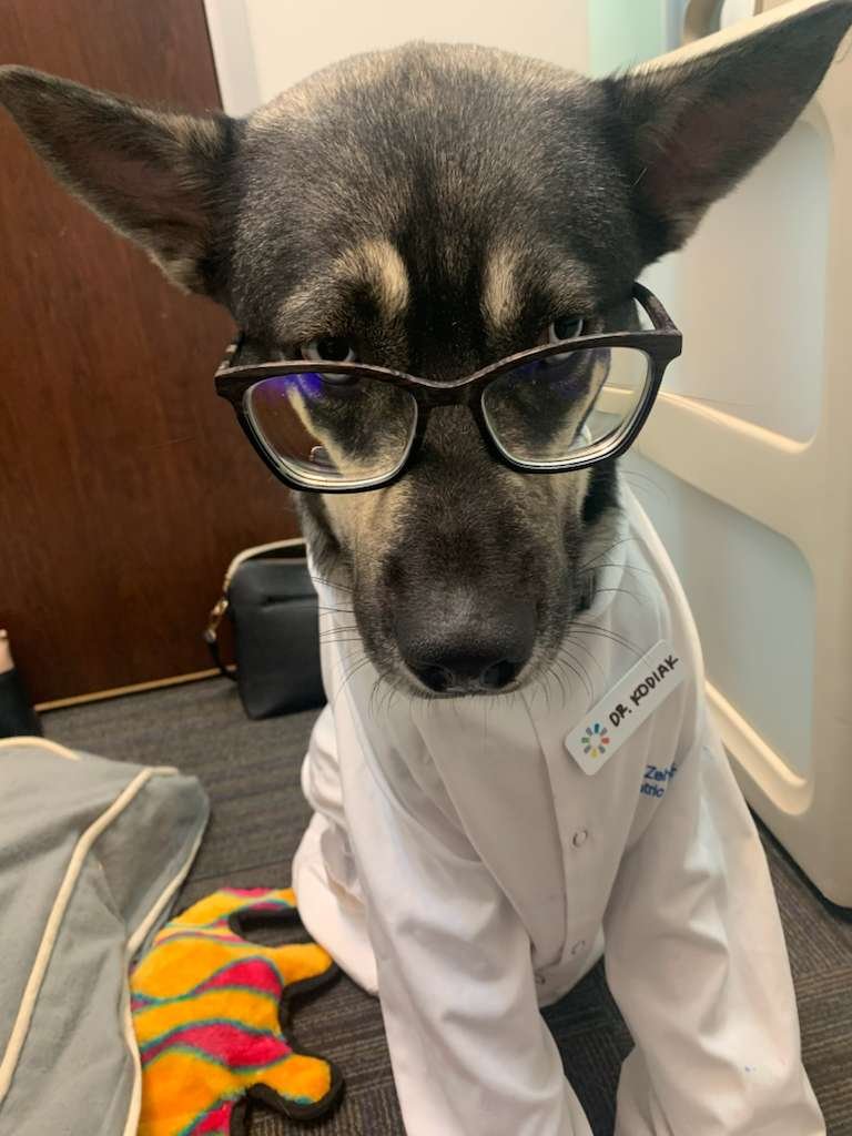 Dogtor Kodiak the therapy dog